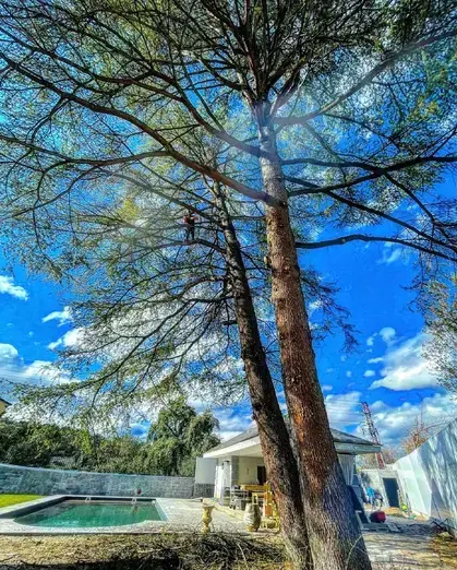 Tala y poda en altura de árboles en Madrid Talas y podas controladas en altura de Madrid